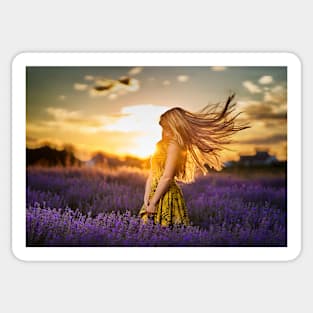 Young woman in blooming lavender field Sticker